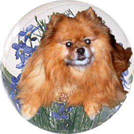 Boris the Bear, my beloved Pom who fell asleep 20th September 2006